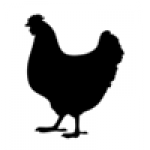 , Halal poultry